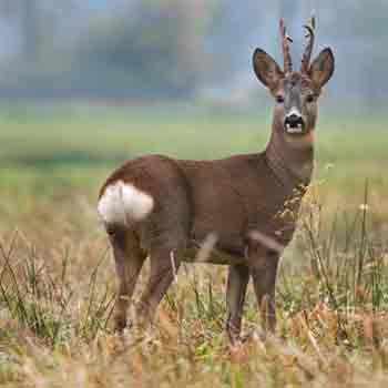 Roe deer are native to Britain