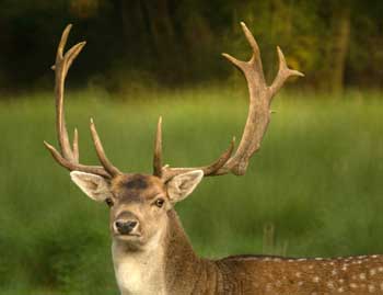 deer stalking takes place at dawn and or dusk