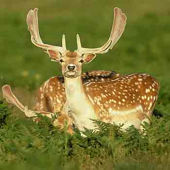 fallow deer numbers are increasing in the UK and must be managed to protect crops
